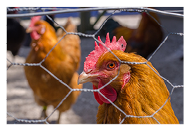 How to package rolls of chicken wire - The Packaging Doctor