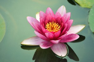 Lotus Flower