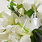 Clear polypropylene rolls (florist wrap) - Image 3 - Small